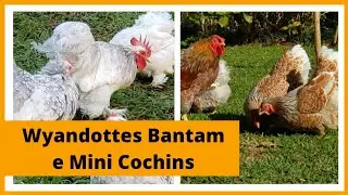Galinhas Wyandottes Bantam e Mini Cochins