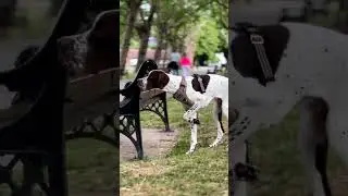 English pointer dog #germanshepheard #hunterxhunter #lifeisbutadream #petowner #love #animals