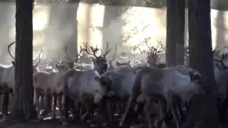 REINDEER HERDER LIFE, Moving them up on the mountains!