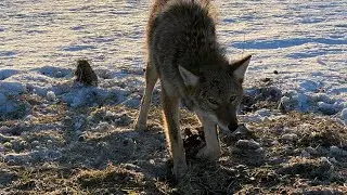Trapping coyotes.2024-2025 Trapping Season Ep.3 Coyote in the snow