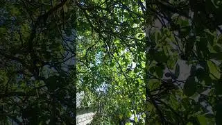 Наше дерево грецкого ореха