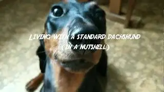 Living with a standard dachshund