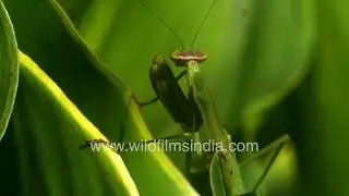 The Art of Ambush: Mantis tidda waiting on its green perch