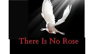 THERE IS NO ROSE (reimagined video) STROOPE