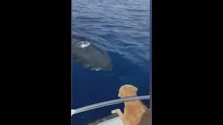 See it: Golden Retriever befriends whale in Maui waters