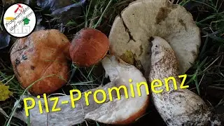 Meine 13 gr&ouml;&szlig;ten Pilz-Sensationen in 2022 😍🍄