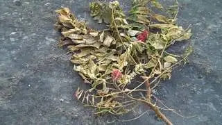 Kelleys, Island, Ohio, North Shore Duck Feeding, Sumac, Grass