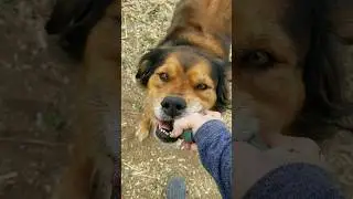 DOG WITH ABANDONMENT ISSUES #dogs #animalsoftiktok #animalslover #shortvideo  #dog #doglover