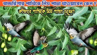 বাজরিগার পাখিকে নিম পাতা খাওয়ানোর উপকারীতা ||নিম পাতা পাখিকে কেন দেবেন? Benefits of Neem 