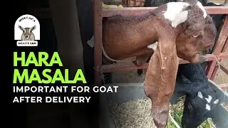 Hara masala bakri ki eham giza after delivery! #goat #goatfarming #rooftopfarm #haramasala 