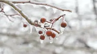 Free-to-Use Stock Footage of Frozen Cherries