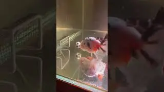 The Goldfish Football Game! One of the best toys for goldfish!#koi #goldfish #football #pets