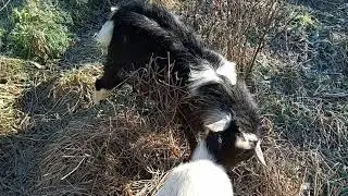Holly and Kitty move in with our Buck, Shadow