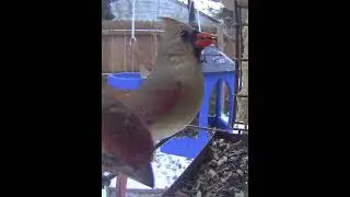Female Northern Cardinal and a house finch. Juncos are on the live stream today - come check it out