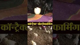 Contract Poultry Farming #shorts  #business #motivation