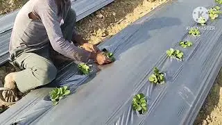 How to Mulching Strawberry #strawberryfarming #mulchingsolutions #mulching #freshfruits #agriculture