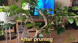 2020 Ligustrum sinense v2