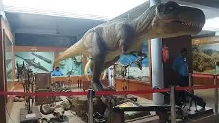 Government Museum in Pudukkottai.. Dinosaur Sound Effect 🦕Pudukkottai#Sweetylara#Sports#trending✨✨