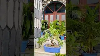 Ficus microcarpa #evergreen #plant # bonsai #shorts #trending #junbonsai #nepal