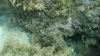 Rascacio Scorpaena porcus
