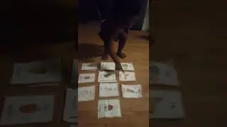 Early Learning Flash Cards Part 2 w/ 1 yr old