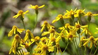 00002 Golden Ragwort with Small Bees