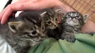 Kami's Lap Kittens - Part 2