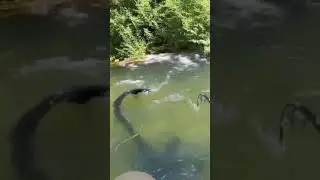 Only catching big ones