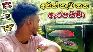 මස් කන මාලු 😬 | Arapaima Fish Hand Feeding ❤️