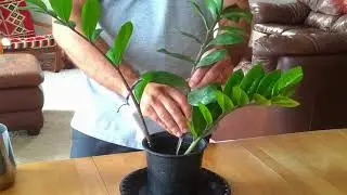ZZ Plant/Zanzibar Gem Propagation using full/partial branches & leaves (Zuzu, Zamioculcas)