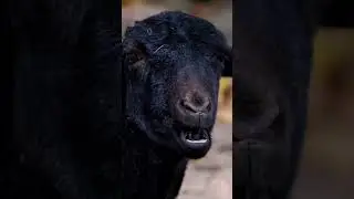 #shorts  #sheep #eating