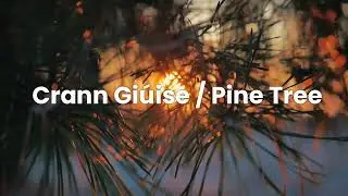 Tree Names in Irish