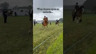 Umbrellas are monsters #suffolkpunch #horsespooks #equestrian #dramaqueen #horsegirl #horseriding