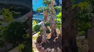 bonsai plants in horticulture exhibition hyderabad #shorts #shortsvideo #naturalfarming #shortsvideo