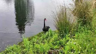 Schwarzer Schwan Neuseeland 