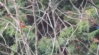 エナガ群れて 樹木を飛び回り採餌