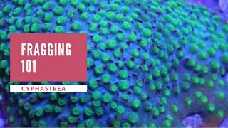 Cyphastrea Fragging 101