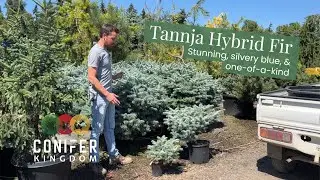 Bright blue interspecific hybrid fir - Abies koreocarpa (x) 'Tannja'