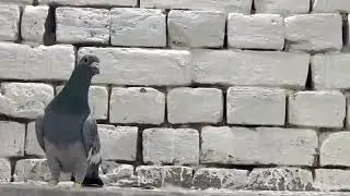 For you exapted new video