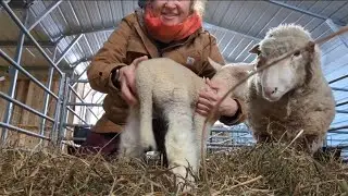 Docking / Banding tails on lamb