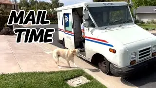 You Make My Tail Wag-Watch What Happens When She Sees the Mail Truck
