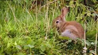 European Rabbit or Common Rabbit (Oryctolagus cuniculus) / Wildkaninchen [4]