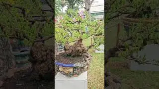Mai v&agrave;ng đẹp Nhất 2025