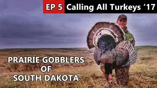 Hunting Public Land, Prairie Gobblers of South Dakota! - Calling All Turkeys