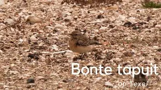 Bonte tapuit op Texel #780
