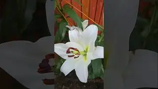 Лилия сентября proposal #new #flowers #lilygarden #lilyflower #сад #lily #love #lillyplant #nature