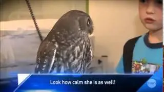The most calm Owl Ever...NOT
