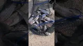 Закрытие сезона по форели