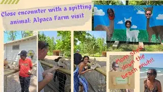 Kind & friendly or a spitting frenzy: Alpaca encounter/ Beach day