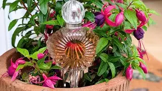 Master X Master Monet's Palette - Scorched Bloom of the Garden